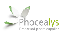 Phocealys